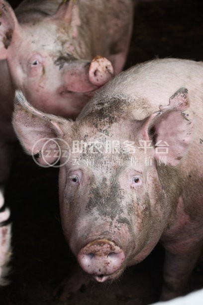 红河花猪养殖基地 供应量3000头图7
