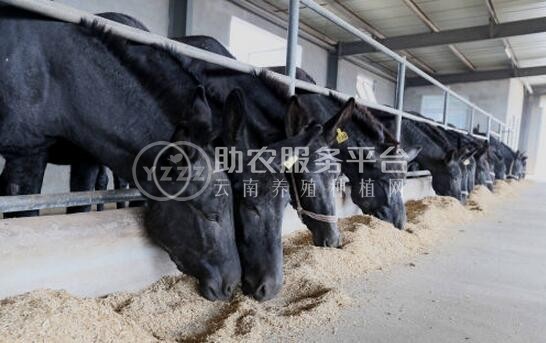 红河浪堤乡毛驴养殖中心 供应量3000余头图5