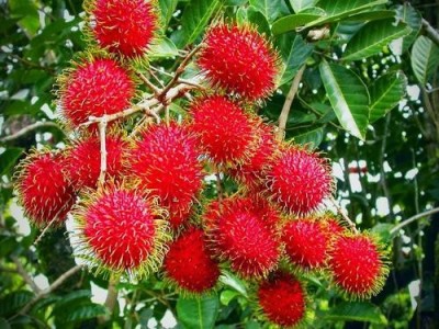 红河浪堤乡红毛丹种植中心  供应量3吨图3