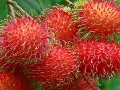 红河浪堤乡红毛丹种植中心  供应量3吨