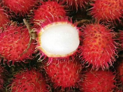 丽江全季优莓红毛丹种植 供应量2吨图4
