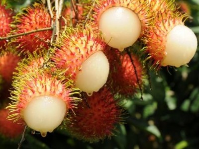 红河浪堤乡红毛丹种植中心  供应量3吨图6