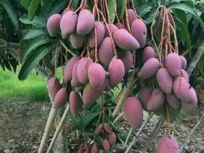 红河浪堤乡大台农芒果种植基地 供应量10吨