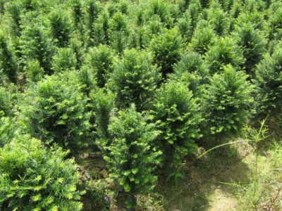 大理红豆杉种植基地供应1万株
