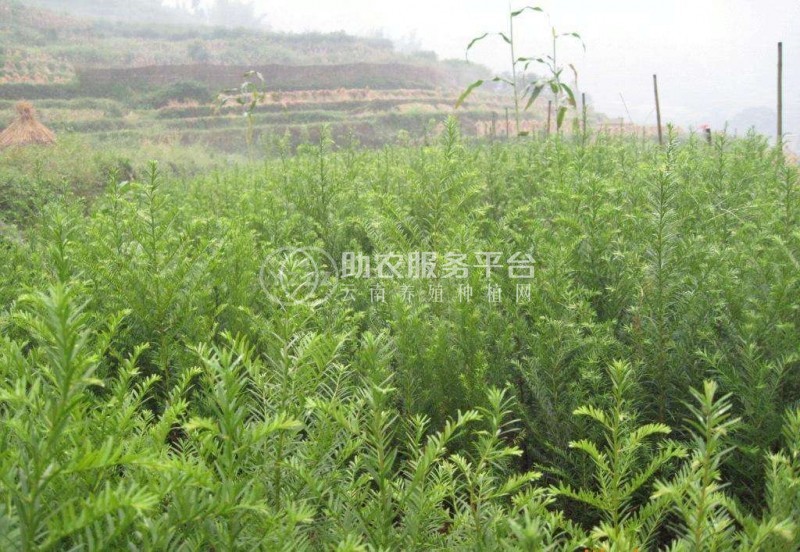 大理红豆杉种植基地供应1万株图2