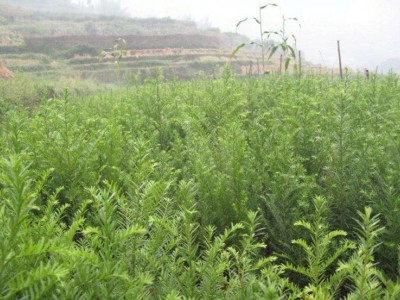 大理红豆杉种植基地供应1万株图2