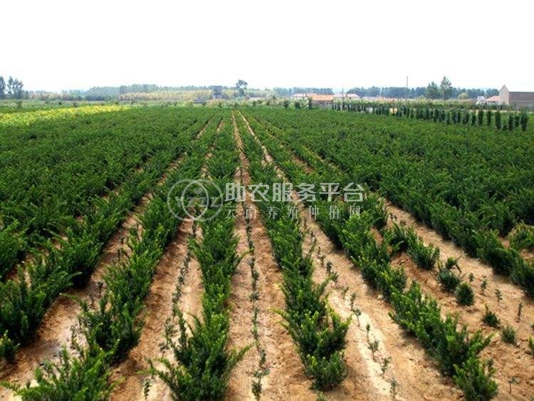 大理红豆杉种植基地供应1万株图3