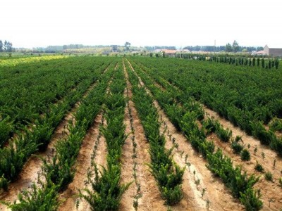 大理红豆杉种植基地供应1万株图3