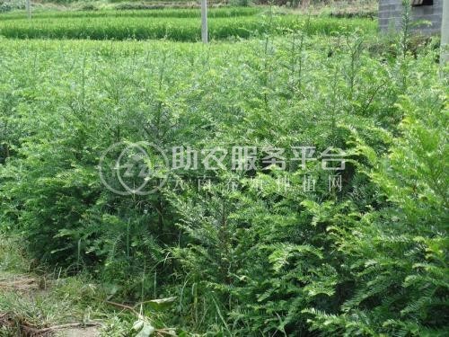 大理红豆杉种植基地供应1万株图4