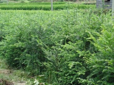大理红豆杉种植基地供应1万株图4