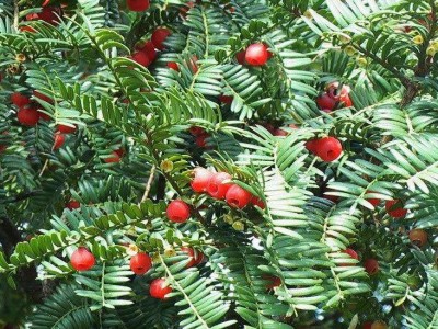 大理红豆杉种植基地供应1万株图5