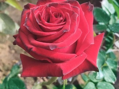 红河适用玫瑰花苞种植基地 3000株图5