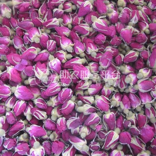 红河适用玫瑰花苞种植基地 3000株图7