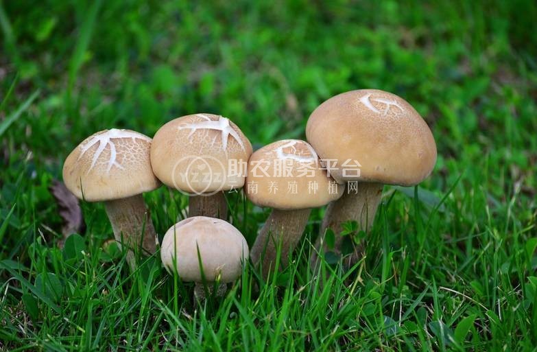 红河食用蘑菇种植基地 供应量1吨图2