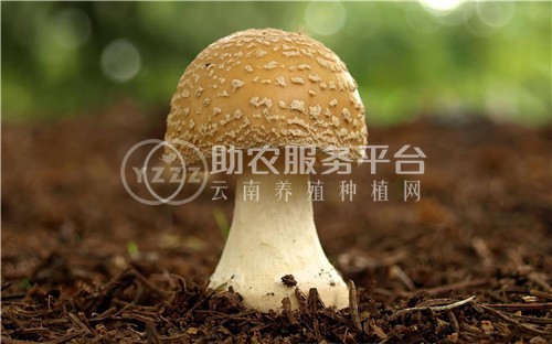 红河食用蘑菇种植基地 供应量1吨图3