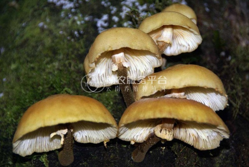 红河食用蘑菇种植基地 供应量1吨图6