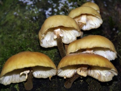 红河食用蘑菇种植基地 供应量1吨图6