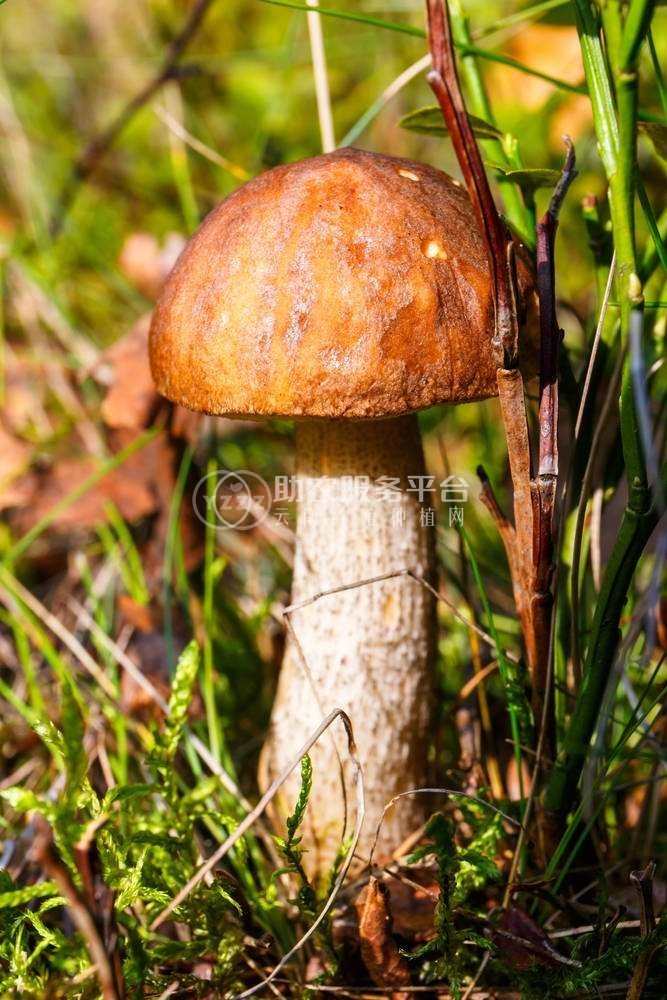 红河食用蘑菇种植基地 供应量1吨图5