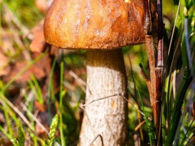 红河食用蘑菇种植基地 供应量1吨图5