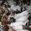 红河山羊养殖中心 供应量2000头图8