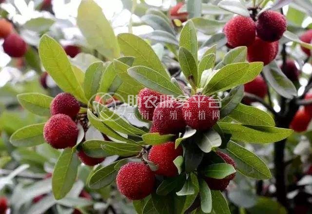 红河浪堤乡杨梅种植基地 供应量2吨图2
