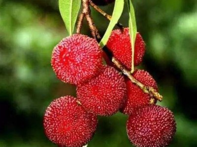 红河浪堤乡杨梅种植基地 供应量2吨图3