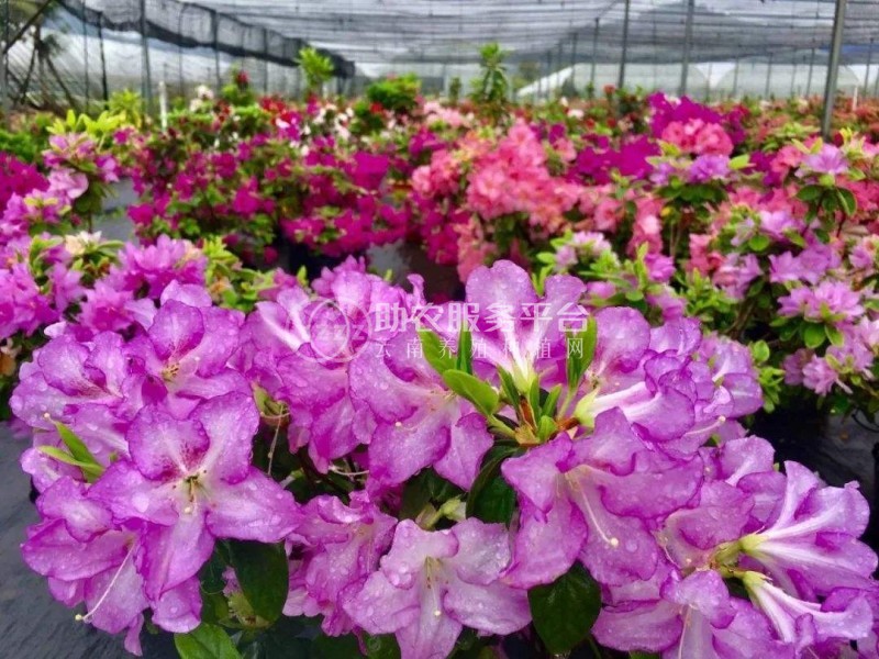 大理杜鹃花种植基地供应2万株图1