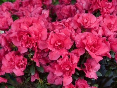 大理杜鹃花种植基地供应2万株图2