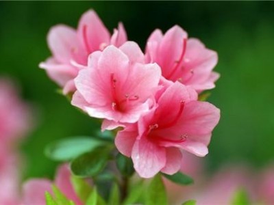 大理杜鹃花种植基地供应2万株图3