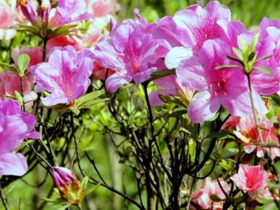 大理杜鹃花种植基地供应2万株图4