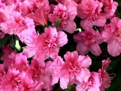 大理杜鹃花种植基地供应2万株图5