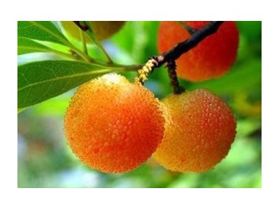 红河浪堤乡杨梅种植基地 供应量2吨图4