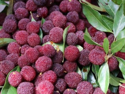 红河浪堤乡杨梅种植基地 供应量2吨图7