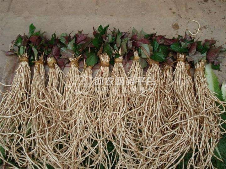 红河乐育折耳根种植中心 供应量1吨图4