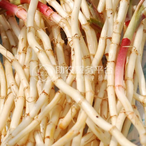 红河乐育折耳根种植中心 供应量1吨图5