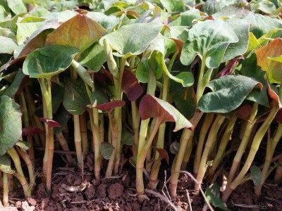 红河乐育折耳根种植中心 供应量1吨图2