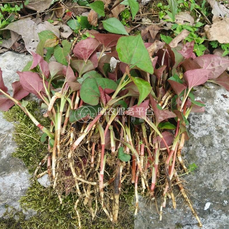红河乐育折耳根种植中心 供应量1吨图7