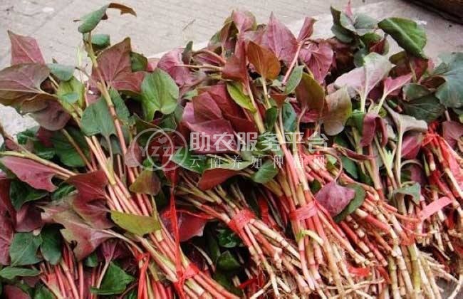 红河乐育折耳根种植中心 供应量1吨图1