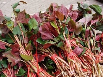 红河乐育折耳根种植中心 供应量1吨