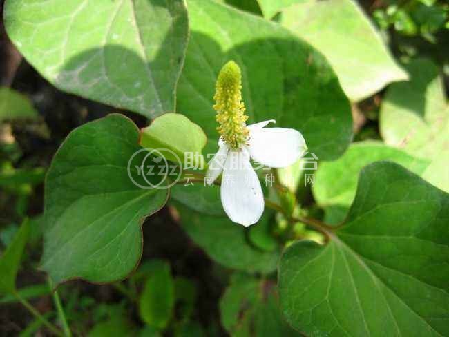 红河乐育折耳根种植中心 供应量1吨图6