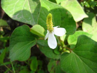 红河乐育折耳根种植中心 供应量1吨图6