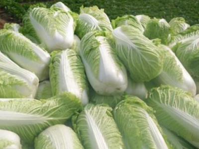 红河乐育大白菜种植基地 供应量3吨