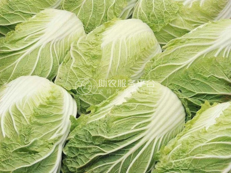 红河乐育大白菜种植基地 供应量3吨图3