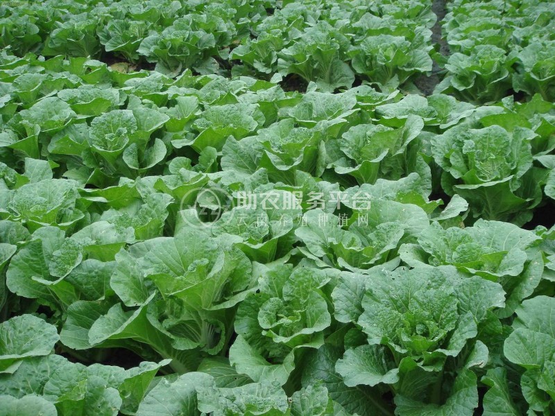 红河乐育大白菜种植基地 供应量3吨图4