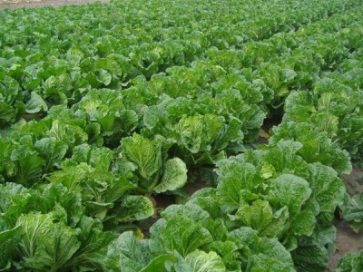 红河乐育大白菜种植基地 供应量3吨图5