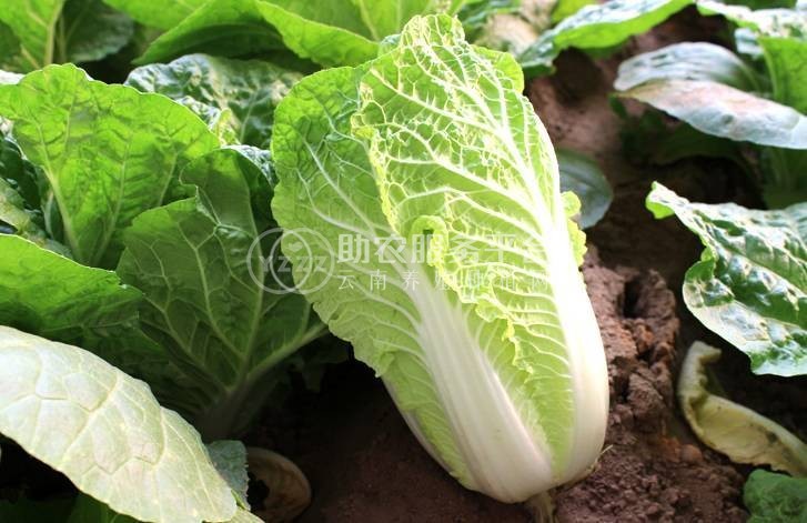 红河乐育大白菜种植基地 供应量3吨图6