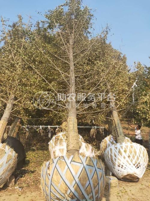 大理银杏树种植基地供应5万株图2