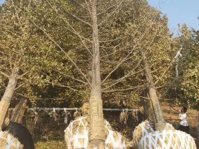 大理银杏树种植基地供应5万株图2