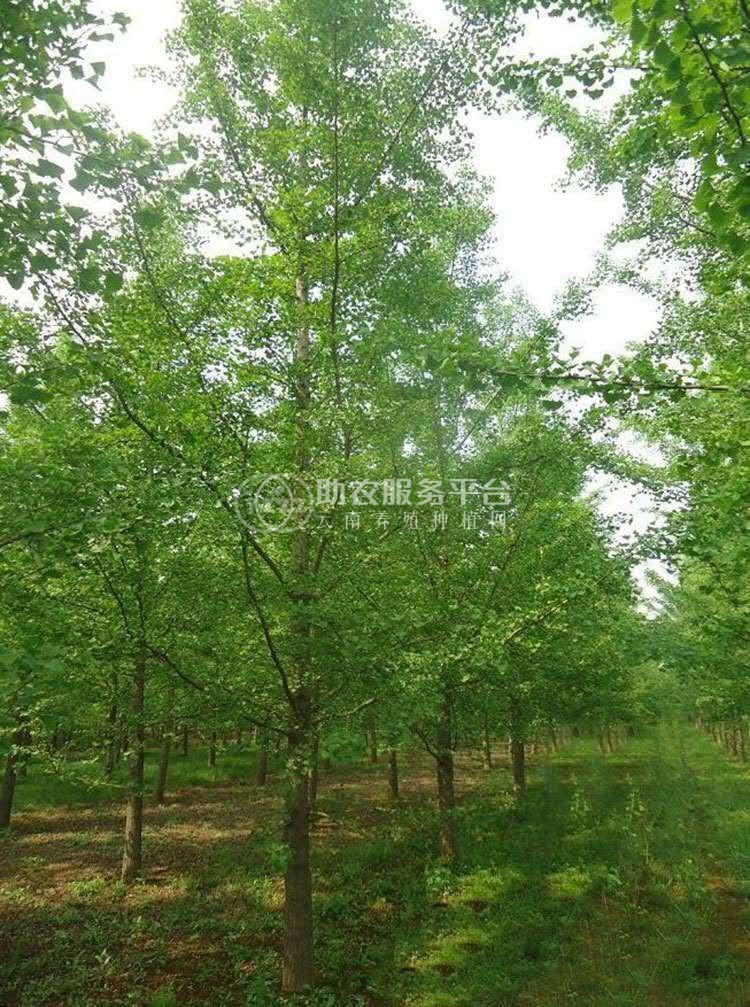 大理银杏树种植基地供应5万株图3