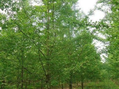 大理银杏树种植基地供应5万株图3